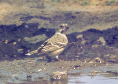 Crithagra citrinipectus