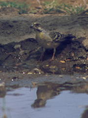 Crithagra citrinipectus