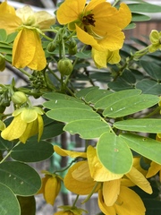Senna sulfurea