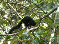Callosciurus prevostii