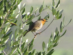 Erithacus rubecula