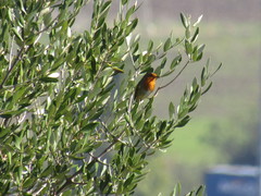Erithacus rubecula