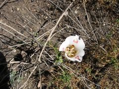 Calochortus venustus