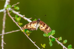 Acraea turna