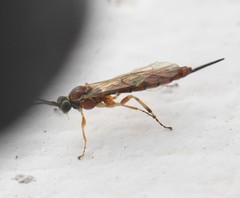 Tromatobia lineatoria