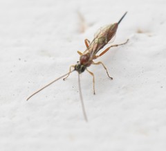 Tromatobia lineatoria