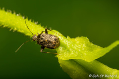 Charagochilus