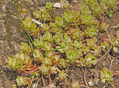 Sedum glaucophyllum