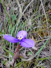Patersonia occidentalis occidentalis