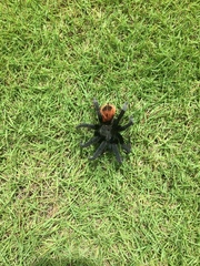 Tliltocatl epicureanus