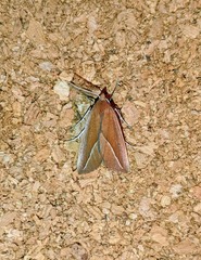 Compsoptera opacaria