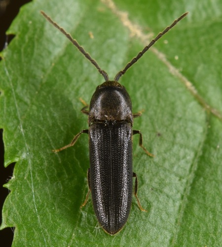 Microrhagus subsinuatus