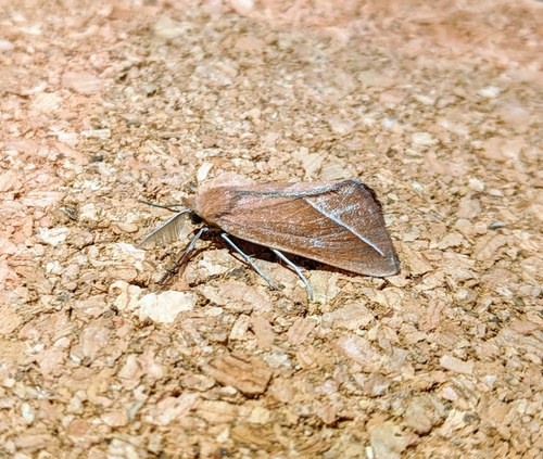 Compsoptera opacaria