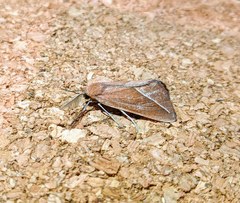 Compsoptera opacaria