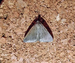 Pachycnemia tibiaria