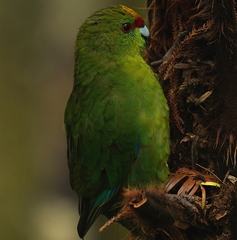 Cyanoramphus auriceps