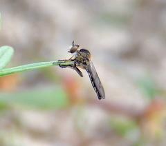 Nicocles politus