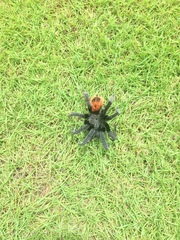 Tliltocatl epicureanus