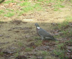 Columba palumbus