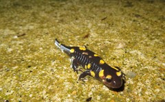 Salamandra salamandra