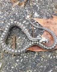 Zamenis scalaris