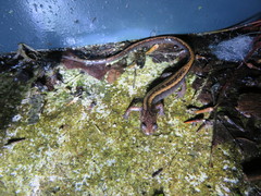 Chioglossa lusitanica