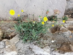 Reichardia picroides