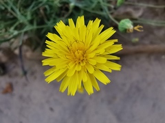 Reichardia picroides