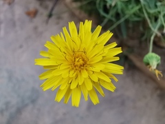 Reichardia picroides