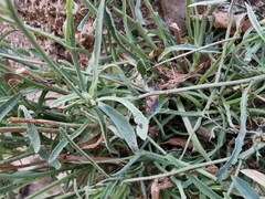 Reichardia picroides