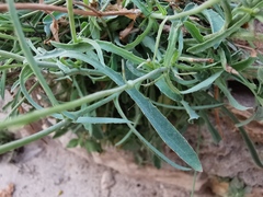 Reichardia picroides