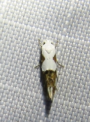 Mompha circumscriptella
