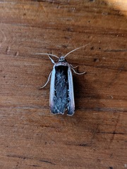 Ochropleura leucogaster