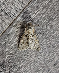 Polymixis flavicincta