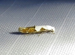 Mompha circumscriptella