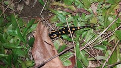 Salamandra salamandra gallaica