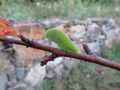 Iphiclides feisthamelii
