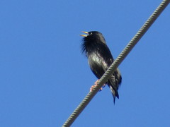 Sturnus unicolor