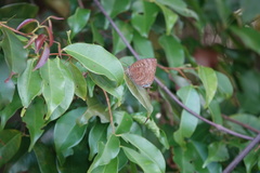 Arhopala centaurus nakula