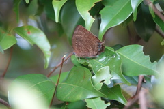 Arhopala centaurus nakula
