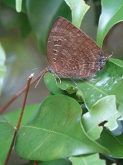 Arhopala centaurus nakula