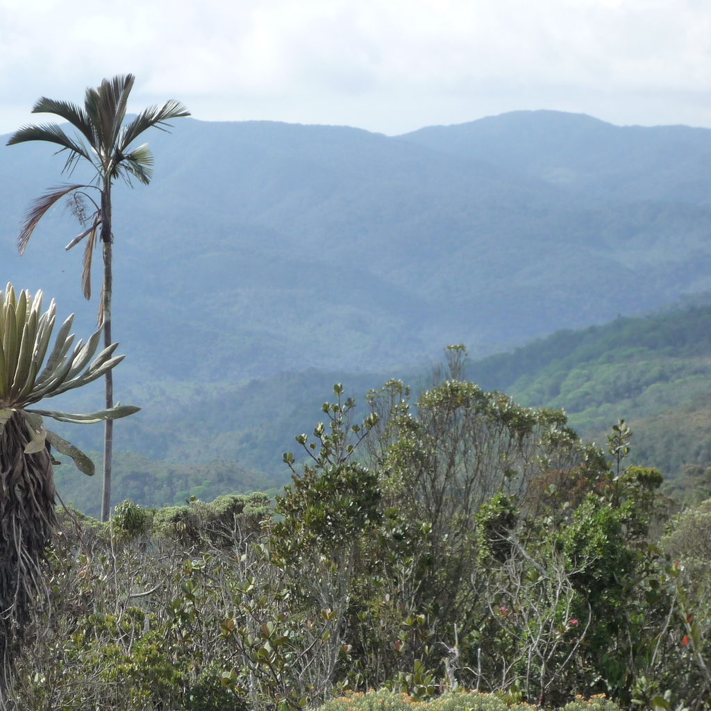 Ceroxylon parvifrons; photograph (c) Fabien Anthelme, some rights reserved (CC BY-SA)