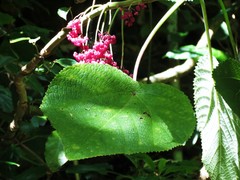 Dendrocnide moroides