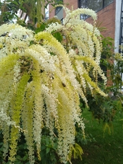 Ledenbergia seguierioides