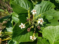 Tocoyena formosa