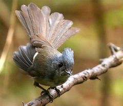 Trochocercus cyanomelas cyanomelas
