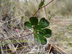 Geranium santanderiense