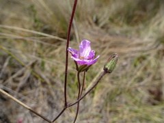 Geranium santanderiense