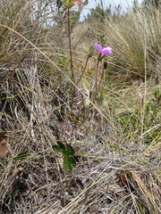 Geranium santanderiense
