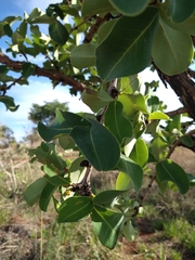Erythroxylum suberosum